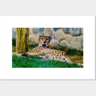 Cheetah surprise Posters and Art